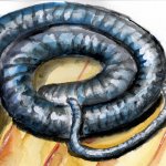 Cecilia messicana, Dermophis mexicanus (by f.andreone)